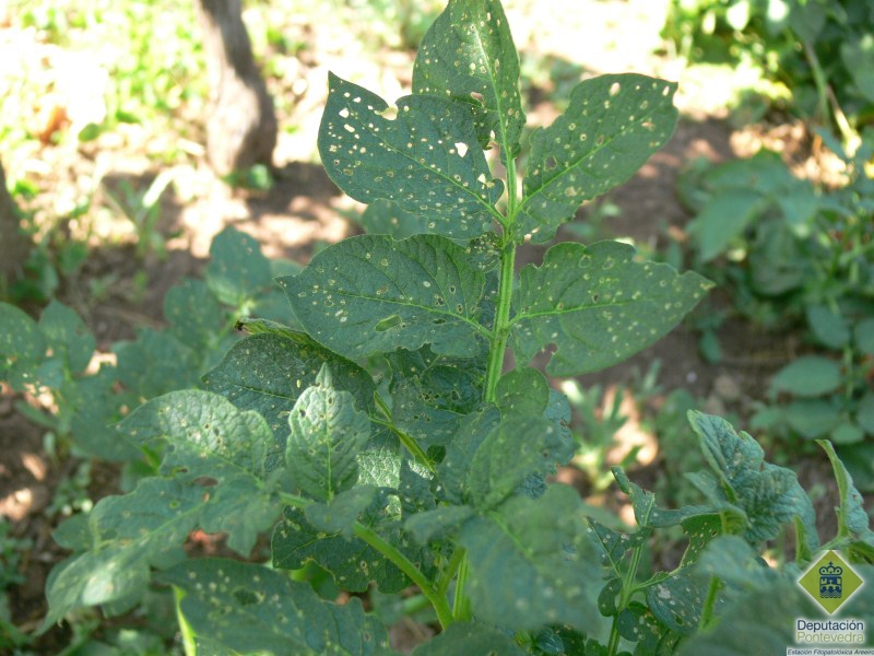 Planta de Patata con s�ntomas de Epitrix similaris